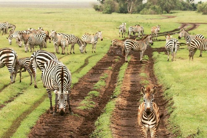 tarangire & ngorongoro 2 days tour - The Ngorongoro viewpoint: 30 minutes worth slowing down for