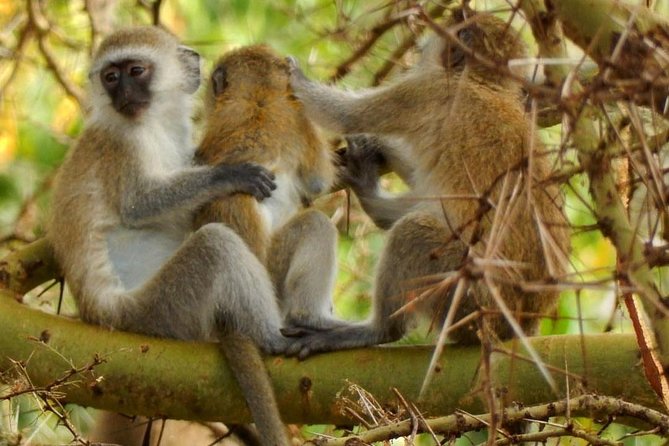 tarangire & ngorongoro 2 days tour - The main drawbacks to weigh