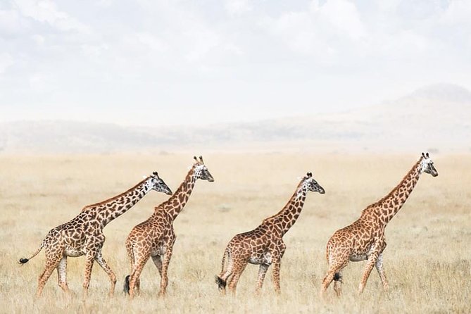 tarangire & ngorongoro 2 days tour - Tarangire National Park: nine hours among elephants
