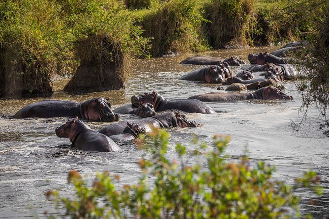 tarangire, ngorongoro & lake manyara park 3 days private tour - Day one: elephants and open country in Tarangire