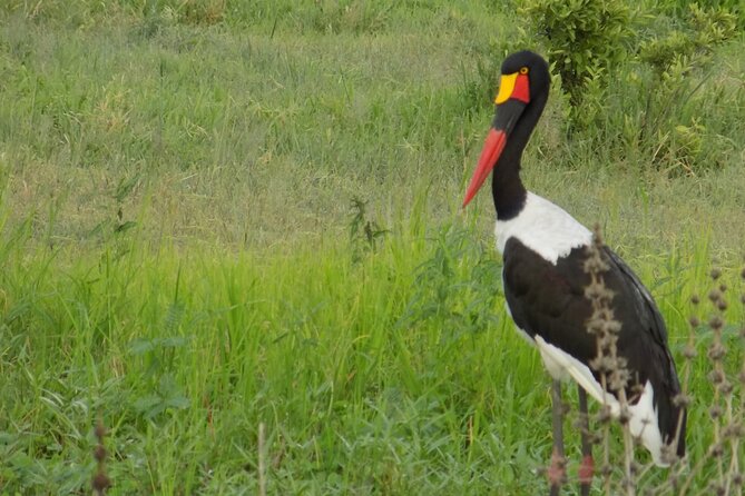 The Amaizing Private Day Trip to the lovely Arusha National Park - Momela Lakes and the chance of flamingoes