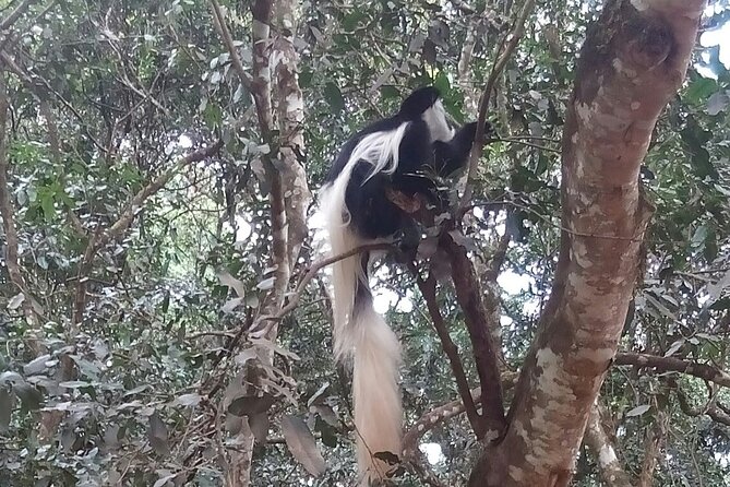The Amaizing Private Day Trip to the lovely Arusha National Park - Forest views, the Arc Tree, and Mount Meru