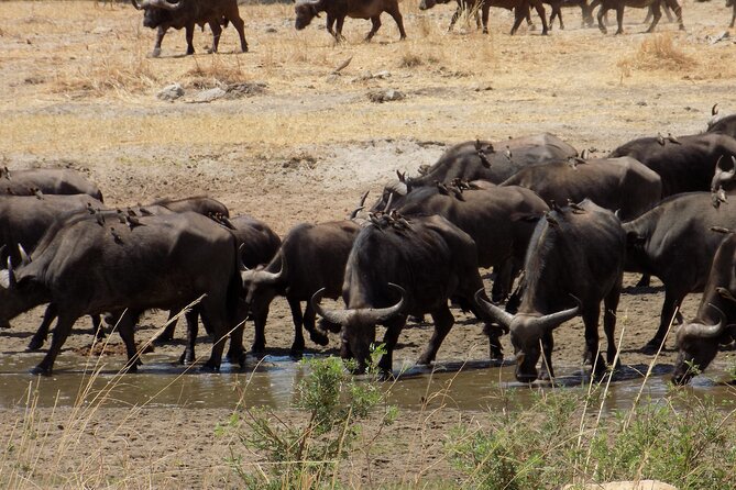 The Amaizing Private Day Trip to the lovely Arusha National Park - What lunch, water, and park fees mean for value