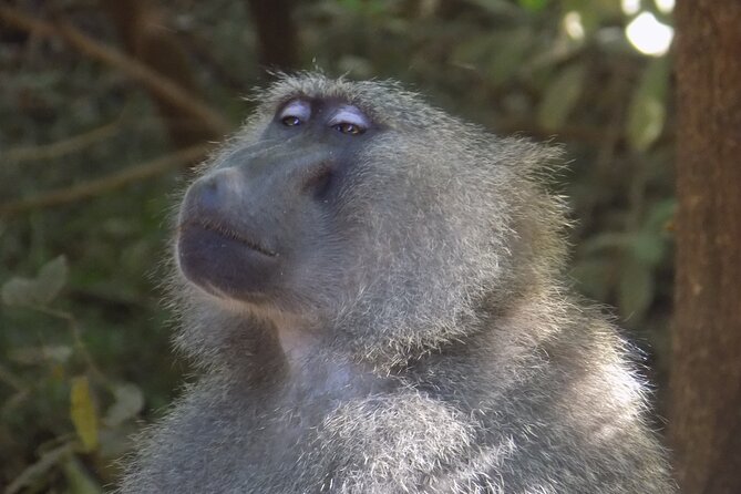 The Amaizing Private Day Trip to the lovely Arusha National Park - Who will get the most from this park day