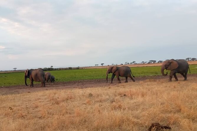 The Best 3Days Start from Mwanza to Serengeti' through Viator - Who will get the most from this route