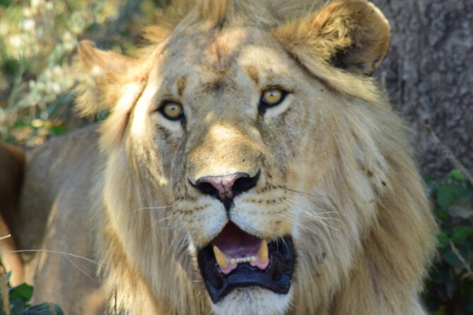 The Best 4 Days 3-Night Tanzania Private Luxury Big-5 Safari Tour - Three parks, one compact Tanzania safari