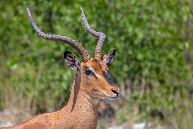 The Best 4 Days 3-Night Tanzania Private Luxury Big-5 Safari Tour - Day 3: A final Serengeti drive and the Ngorongoro route