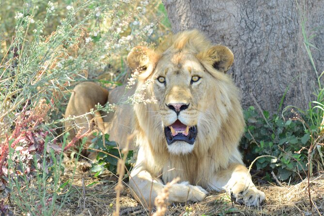 The Best 4 Days 3-Night Tanzania Private Luxury Big-5 Safari Tour - Day 4: Down into Ngorongoro Crater