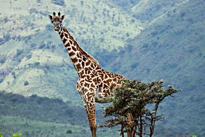 The Best 4 Days Serengeti & Ngorongoro Private Mid-range Safari - Day four, the return to Arusha