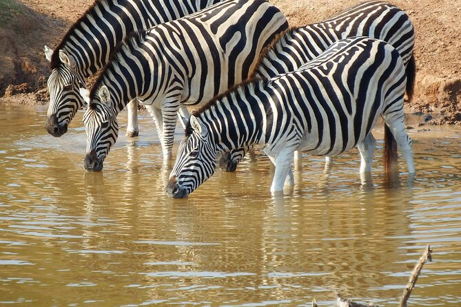The Best 4 Days Serengeti & Ngorongoro Private Mid-range Safari - Day two, a full day among herds and predators