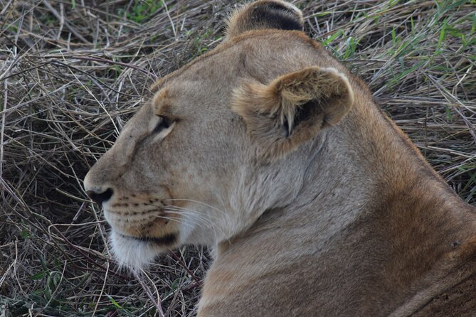 The Best and Most Affordable 4-Day Tanzania Budget Private Safari - The Maasai village option and cultural time