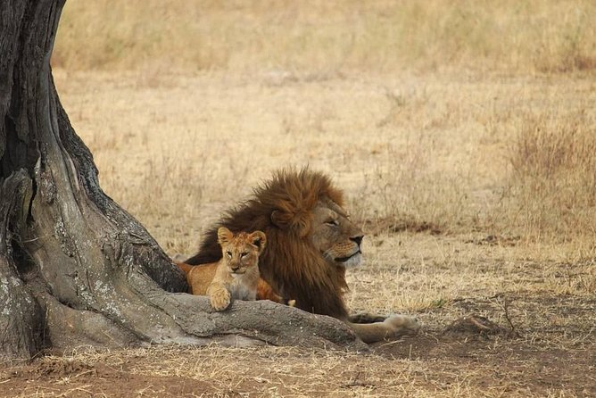 The best Selous 1 day safari from Zanzibar - Flying from Zanzibar to Mtemere airstrip