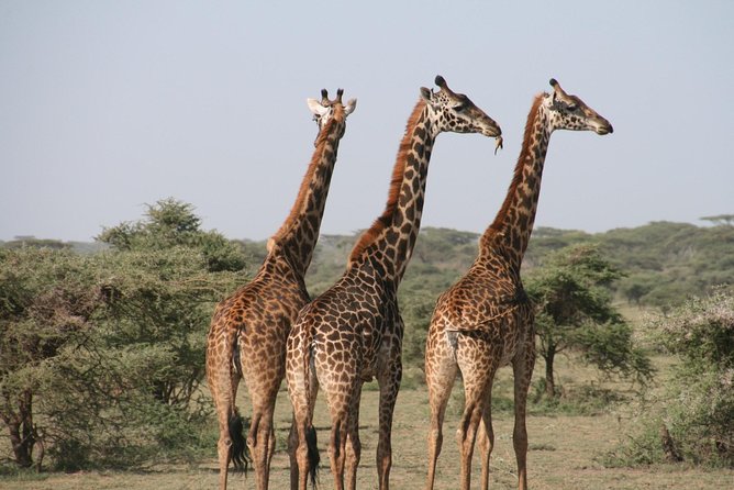 The best Selous 1 day safari from Zanzibar - What the Big Five promise means here