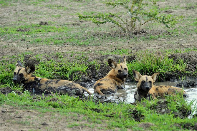 The best Selous 1 day safari from Zanzibar - How much value do you get for $550?