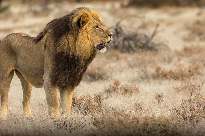 The best Selous 1 day safari from Zanzibar - Who should book this safari?