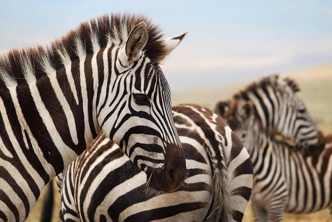 The best Selous 1 day safari from Zanzibar - A bush lunch around 13:30