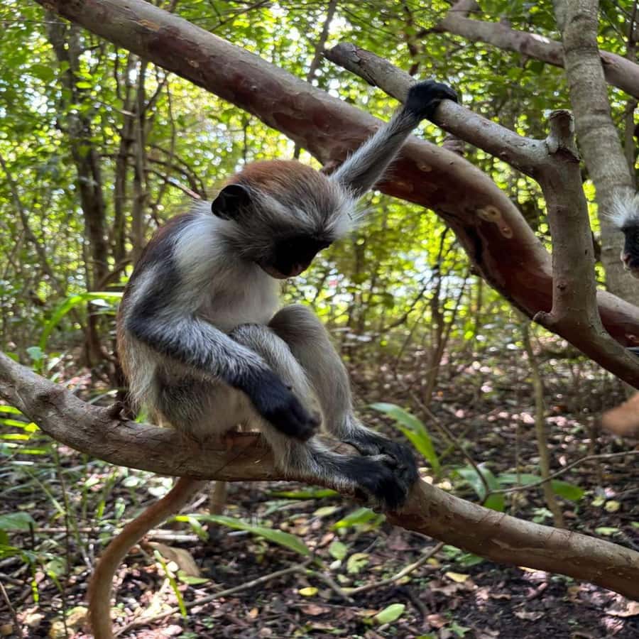 THE GREEN TOUR: Jozani Forest & Mangrove Kayaking Experience - Key points to know before booking