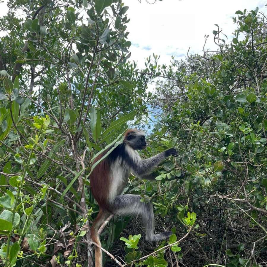 THE GREEN TOUR: Jozani Forest & Mangrove Kayaking Experience - Paddling through Uzi Island’s mangrove creeks