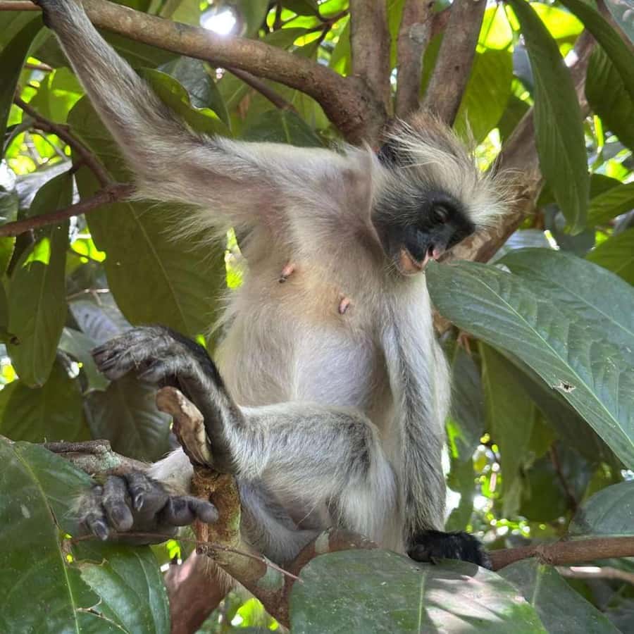 THE GREEN TOUR: Jozani Forest & Mangrove Kayaking Experience - Meeting Uzi Island villagers