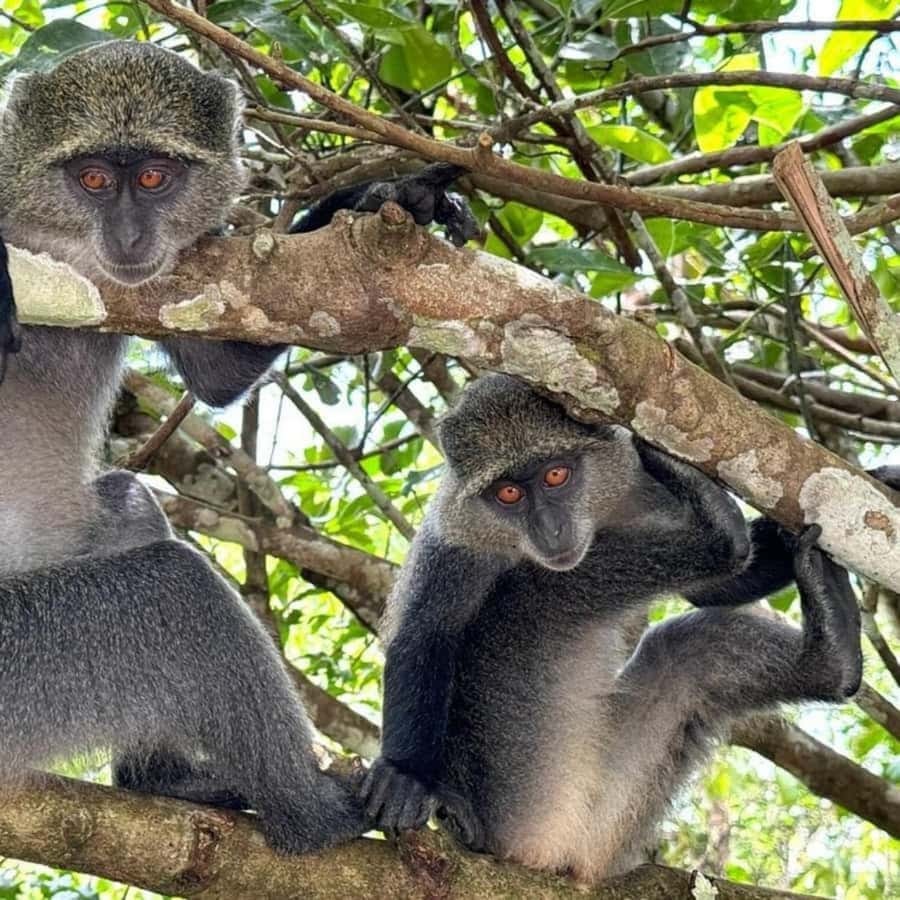 THE GREEN TOUR: Jozani Forest & Mangrove Kayaking Experience - What the guides add to the day