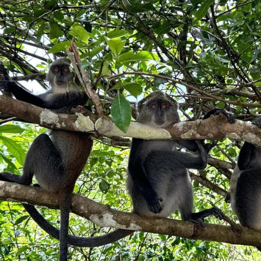 THE GREEN TOUR: Jozani Forest & Mangrove Kayaking Experience - Timing, transport, and the long return