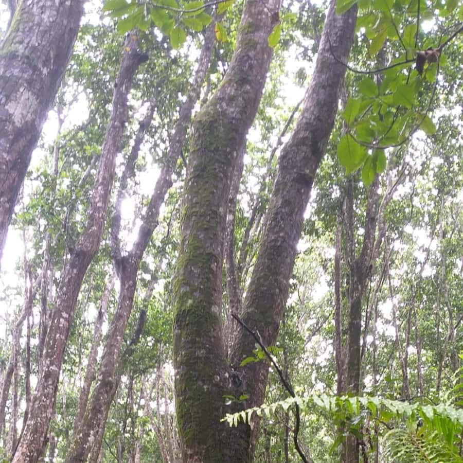 THE GREEN TOUR: Jozani Forest & Mangrove Kayaking Experience - Who will enjoy this tour most?
