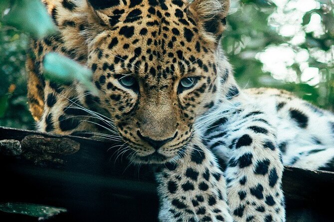 The Ultimate Guide for 2-Day Tanzania Safari from Mwanza - A short route from Mwanza to the Serengeti