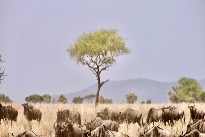 The Ultimate Guide for 2-Day Tanzania Safari from Mwanza - The first Serengeti game drive