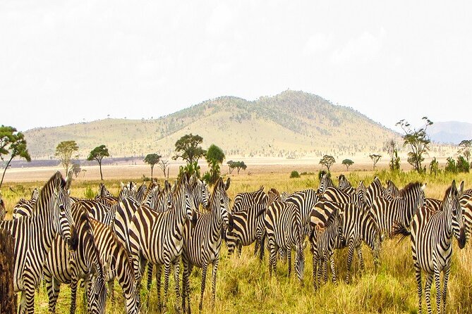 The Ultimate Guide for 2-Day Tanzania Safari from Mwanza - The seven to eight hour drive into Serengeti