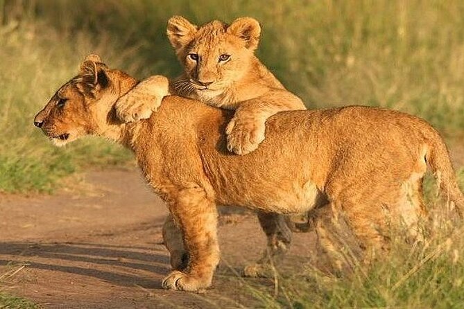 The World's Best 1 Day Tarangire Budget Group Safari From Arusha - Why Tarangire works so well as a one-day safari