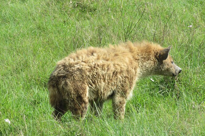 The World's Most Affordable 5-day Serengeti Budget Camping Safari - Why this Arusha safari route works