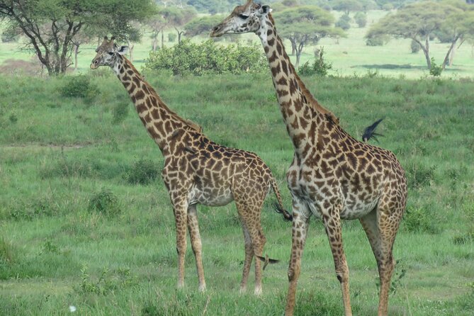The World's Most Affordable 5-day Serengeti Budget Camping Safari - Day 5: Five hours inside Ngorongoro Crater