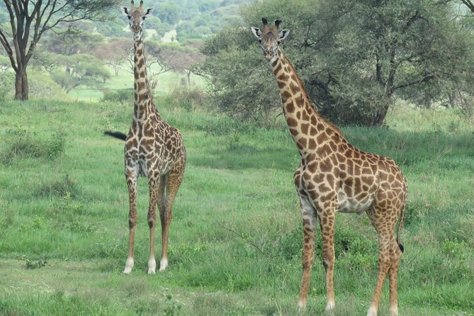 The World's Most Affordable 5-day Serengeti Budget Camping Safari - What is included, and what you still pay for