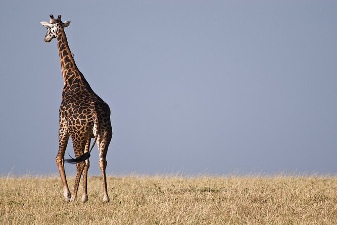 Top Best 5 Days Tanzania Luxury Safari to Serengeti - Day one: Tarangire’s elephants and baobab country