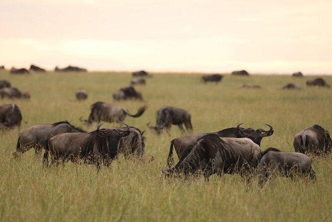 Top Best 5 Days Tanzania Luxury Safari to Serengeti - Is $3,350 a fair price?