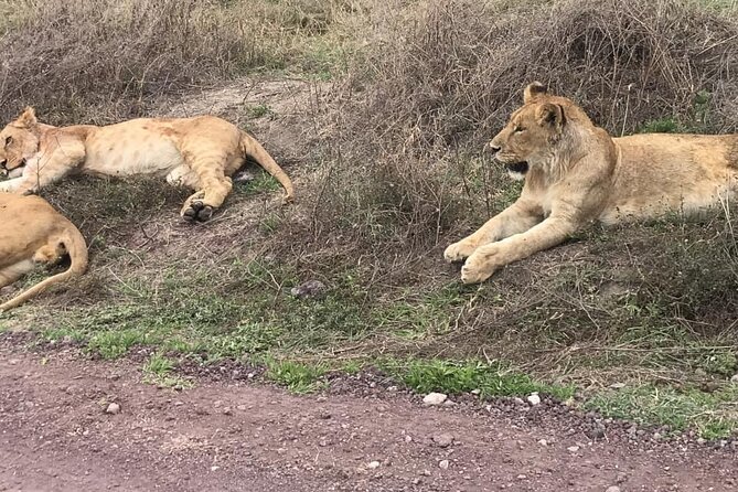 Top Best 5 Days Tanzania Luxury Safari to Serengeti - Day three: the safari day that earns its place