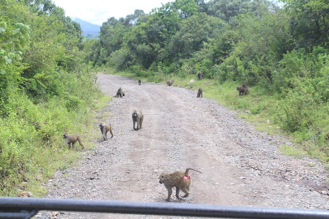 Tour at Arusha National Park - Why Arusha National Park works for a day safari