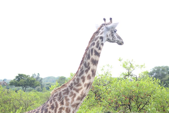 Tour at Arusha National Park - The afternoon drive completes the circuit