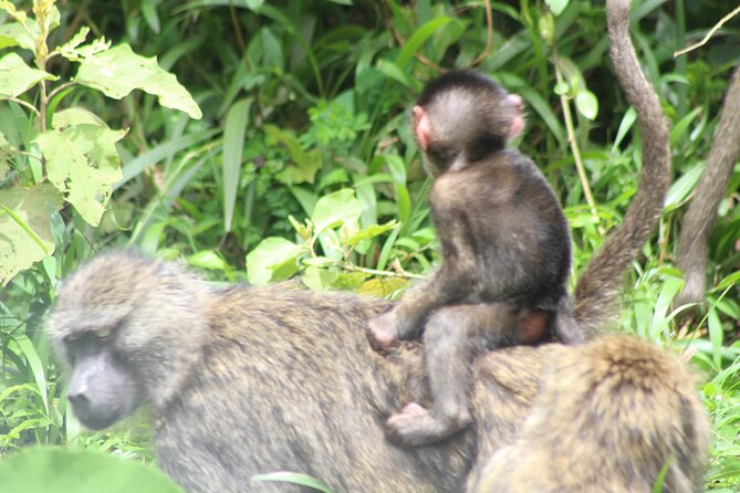 Tour at Arusha National Park - Leaving Ilboru and reaching the park