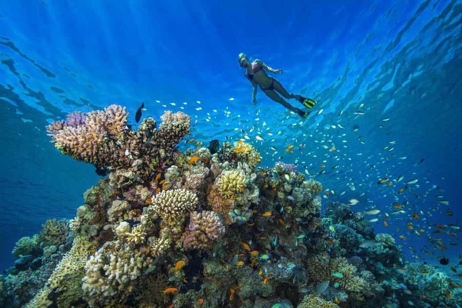 Tumbatu island snorkling tour : from Kendwa & Nungwi - Snorkelling around Tumbatu’s coral reef