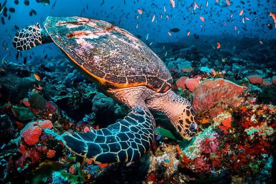 Turtle Snorkeling, Jozani Forest, Kuza Cave, Rock Restaurant - Key points at a glance