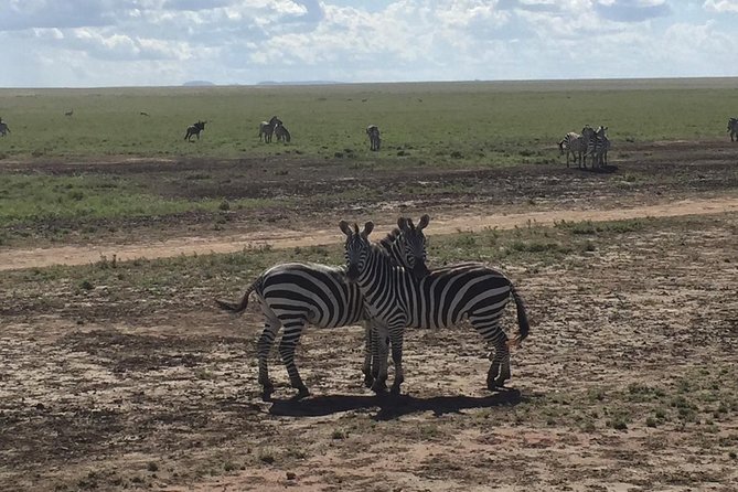 Ultimate Guide For The Best 4-Days Serengeti Safari in Tanzania - Key Points Before You Book