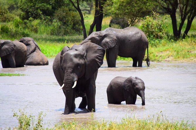 Ultimate Guide For The Best 4-Days Serengeti Safari in Tanzania - Why This Safari Works in Four Days