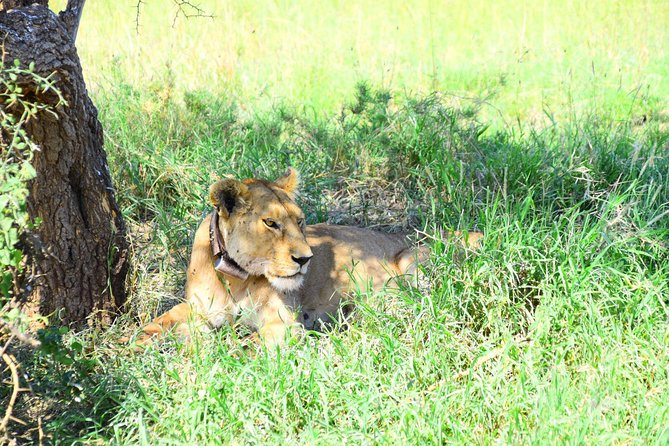 Ultimate Guide For The Best 4-Days Serengeti Safari in Tanzania - Day Three: Leaving Serengeti for Ngorongoro
