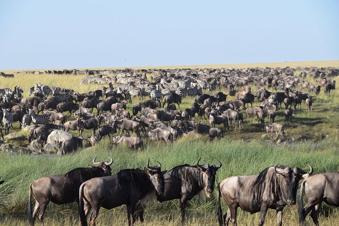 Ultimate Guide For The Best 4-Days Serengeti Safari in Tanzania - Day Four: Ngorongoro Crater and the Return to Arusha