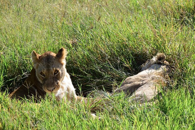 Ultimate Guide For The Best 4-Days Serengeti Safari in Tanzania - What the $1,334 Price Really Covers