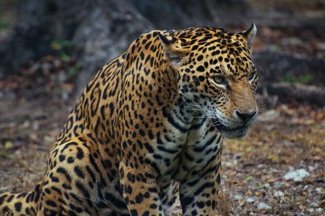 Unforgettable 4 Days Tanzania Private Budget Safari Tour - Key points to know before booking