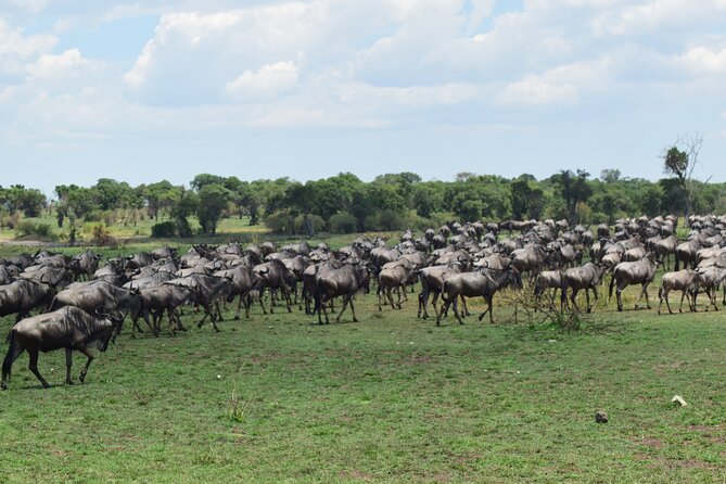 Unforgettable 4 Days Tanzania Private Budget Safari Tour - Day 3: More Serengeti, then toward Ngorongoro