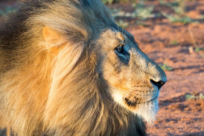 Unforgettable 4 Days Tanzania Private Budget Safari Tour - Food, camping, and comfort