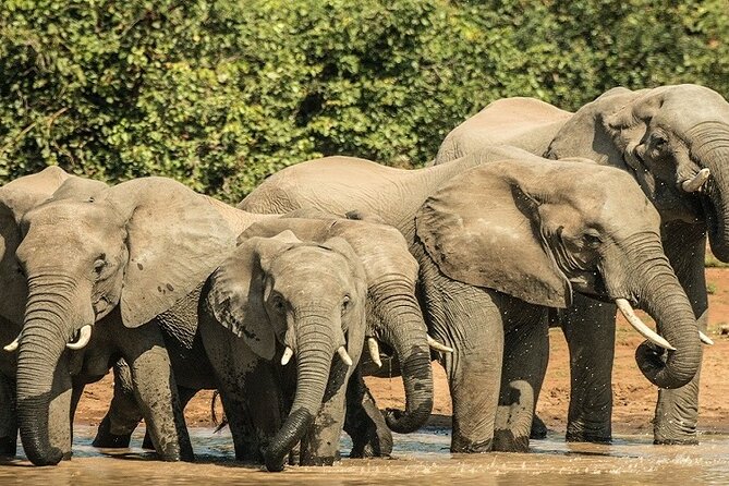 Unforgettable 5 days Tanzania Private Budget Camping safari - Four parks, one tightly packed safari